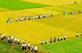 ជំរុញអភិវឌ្ឍន៍សេដ្ឋកិច្ចសង្គមដំបន់វាលទំនាបទន្លេ Cuu Long។